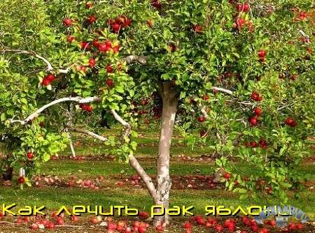 Как лечить рак яблони (2011) DVDRip